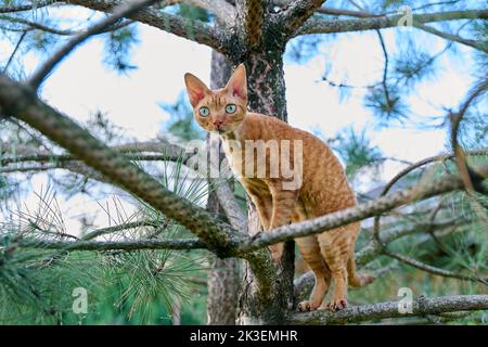 Serious ginger cat Devon rex on a tree attentively watching hunts Stock Photo