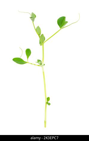 Pea shoot, isolated, from above, on white background. Fresh, raw seedling and sprout of Pisum sativum, used as a garnish or as a leaf vegetable. Stock Photo