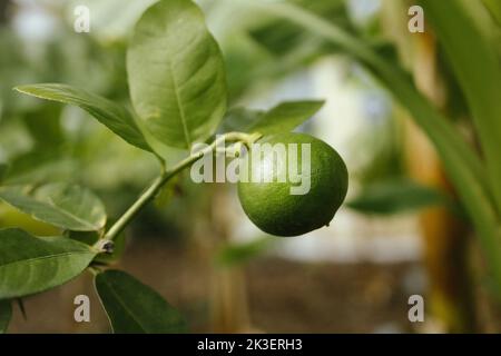 Green lime citrus lemon fruit and green leaves in garden. Citrus Limon grows on a tree branch, close up. Decorative citrus lemon house plant  Stock Photo
