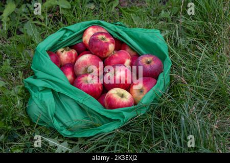 Red organic freshly harvested elstar apples in reusable green shopping bag Stock Photo