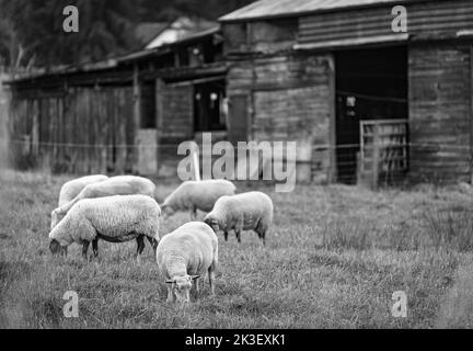 Sheep at the local farm. A group of sheep on a pasture. A small herd of sheep in a summer meadow Stock Photo