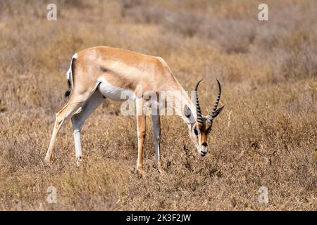 Isolated Thomson's gazelle (Eudorcas thomsonii) grazing in Ngorongoro Crater National Park in Tanzania. Wildlife of Africa Stock Photo