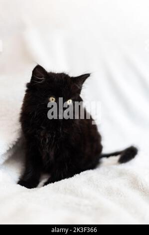 Cute black kitten on white background Stock Photo