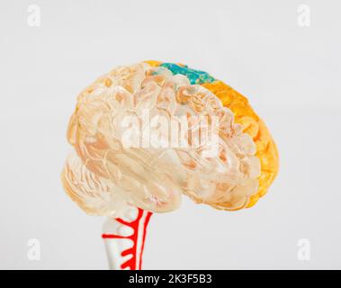 Close up shot of human organ modal at Los Angeles, California Stock Photo