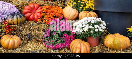 Bright colorful festive composition seasonal multicolor mum flower pot decorated pumpkins vegetables on yellow harvest hay bale porch home yard garden Stock Photo