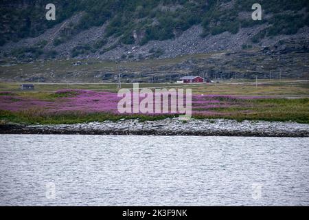 Wonderful landscapes in Norway. Blooming colorful lupine flowers in Norway in the wild grass. Mountain and a red house in the background. Summer cloud Stock Photo