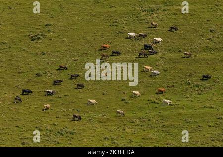 Cows of different colors graze on a spacious green meadow near a ...