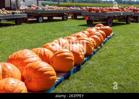 Giant pumpkins for sale at a farm market near Fontana, Wisconsin ...