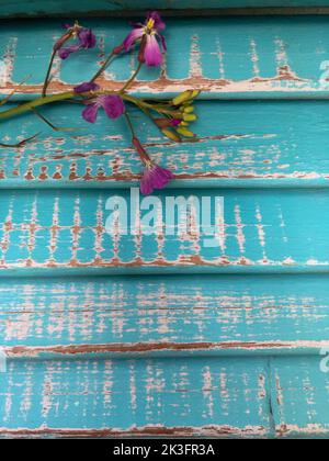 "Purple Flowers Against Distressed Turquoise Wooden Shutters Background Stock Photo