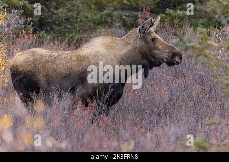 Cow Moose in Denali National Park, Alaska Stock Photo