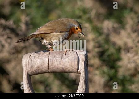 A robin is perched on a wooden fork or spade handle in a garden. Its beak is open and its tongue is protruding Stock Photo