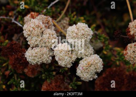 White flowering cymose head inflorescences of Eriogonum Fasciculatum Variety Fasciculatum, Polygonaceae, native on the Ventura County Coast, Summer. Stock Photo