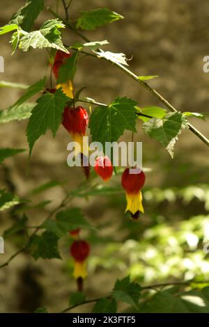 Closeup photo of the flower of an abutilon Stock Photo