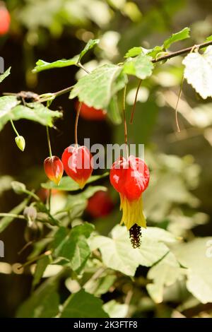 Closeup photo of the flower of an abutilon Stock Photo