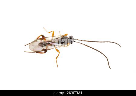 Braconid Wasp (Cotesia sp.), isolated on white background. Stock Photo