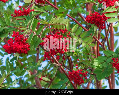 Mountain Ash Tree Bright Red Berries Stock Photo