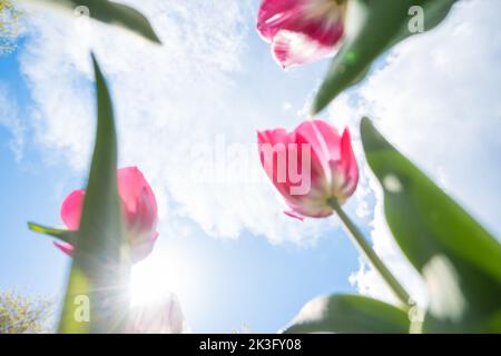 Bottom view of pink tulips facing the blue sky with some white clouds ...