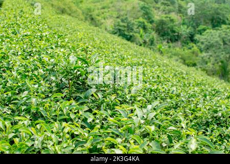 Tea plantations planted on beautiful mountains Stock Photo