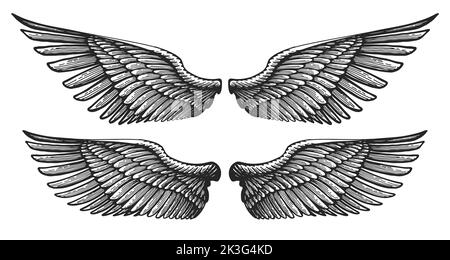 1700 Drawing Of The Eagle Wing Tattoo Illustrations RoyaltyFree Vector  Graphics  Clip Art  iStock