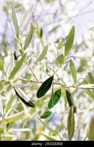 A close up of single olive growing on the branches of a British Olive Tree Stock Photo