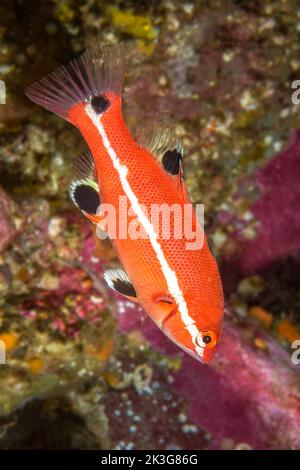 Sheepshead wrasse hi-res készletSheepshead wrasse hi-res készlet  