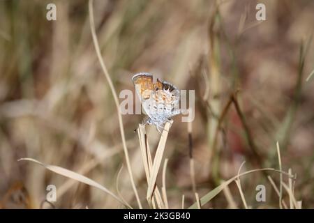 Western pygmy blue or Brephidium exilis perching on some grass at Green Valley Park in Payson, Arizona. Stock Photo