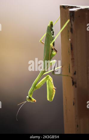 Arizona mantis or Stagmomantis limbata standing on a post in Payson, Arizona. Stock Photo