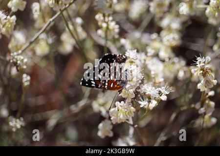 Mormon metalmark or Apodemia mormo feeding on buckwheat flowers at Rumsey Park in Payson, Arizona. Stock Photo