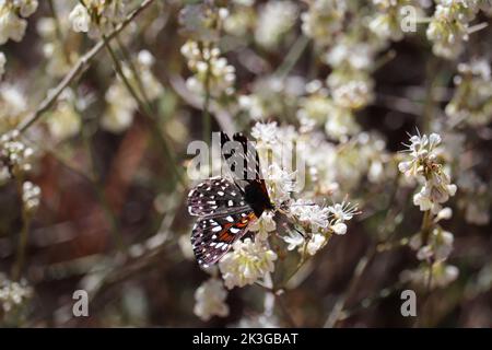 Mormon metalmark or Apodemia mormo feeding on buckwheat flowers at Rumsey Park in Payson, Arizona. Stock Photo