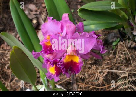 Beautiful cattleya orchid for exhibition, large size and intense color in lilac, yellow and red Stock Photo