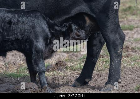 A mother domestic cow and her calf who is suckling and drinking milk, livestock in Point Reyes National seashore in California, USA, North America. Stock Photo