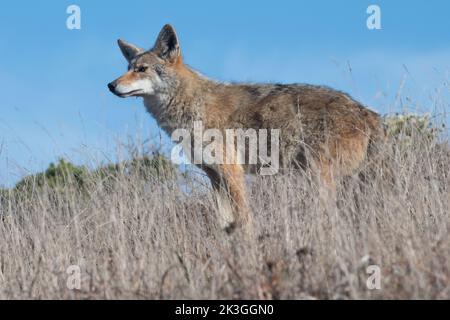 Coyote at Point Reyes, California Stock Photo - Alamy