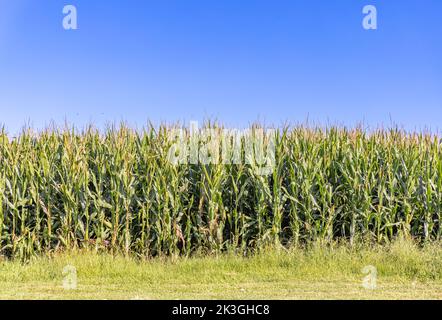 Detail image of the edge of a cornfield in Bridgehampton Stock Photo