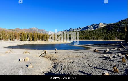 Dead tree stumps on shore of drying Horseshoe Lake in Mono Lake County, California Stock Photo