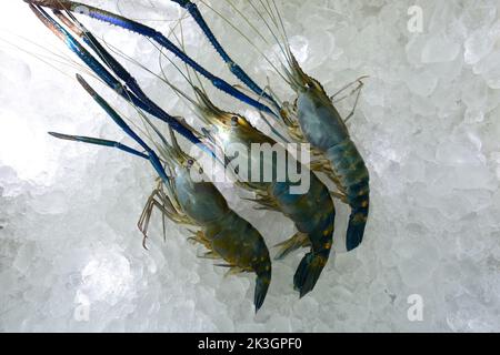 Giant freshwater prawns-Big Headed shrimps Big Fresh shrimp in Thailand market is the giant river prawn or giant freshwater prawn on ice in the market Stock Photo