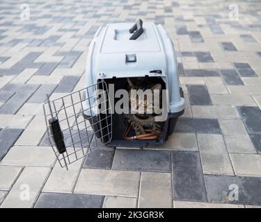 Gray tabby cat lies in a carrier on the sidewalk outdoors.  Stock Photo