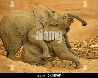 Babies elephant playing together with sand in the foreground Stock Photo