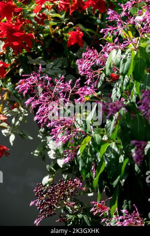 Lilac Fuchsia arborescens blooming panicles with ripe fruits and red begonia hanging, Fuchsia paniculata growing at the wall, garden Stock Photo