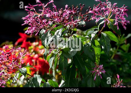 Lilac Fuchsia, Fuchsia arborescens Stock Photo