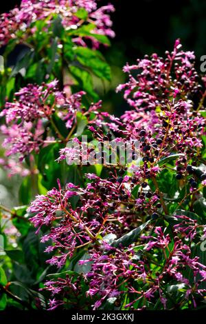 Flowering, Hardy, Fuchsia, Lilac, Fuchsia arborescens, Flowers, Purple, Fuchsia paniculata, Lady's Eardrops, Plant Stock Photo