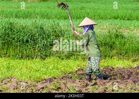 Vietnamese lady wearing bamboo hat working in rice paddy, Hai Phong, Vietnam Stock Photo