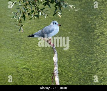 Black headed gull standing on a branch Stock Photo