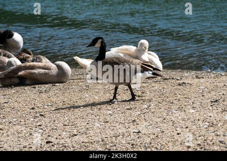 Barnacle Goose walking on the banks of a river Stock Photo