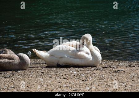 Mute Swan prenning its feathers on the banks of a river Stock Photo