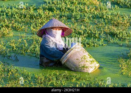 Vietnamese farmer in deep water sowing seeds in flooded rice paddy, Hai ...
