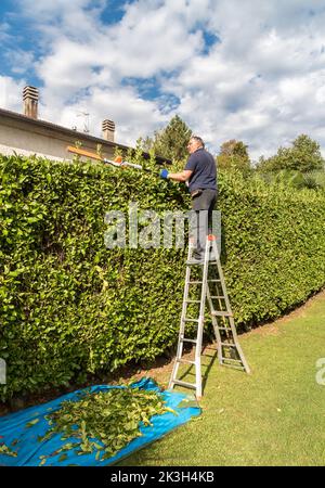 Mature man cuting hedge with an electric hedge trimmer in the garden. Stock Photo