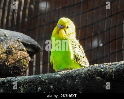 The budgerigar (Melopsittacus undulatusalso) known as the common parakeet or shell parakeet bird at Malsi, Dehradun City Zoo. Uttarakhand India. Stock Photo