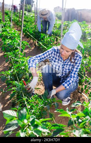 Female farmer checking crop of green peppers on vegetable plantation Stock Photo
