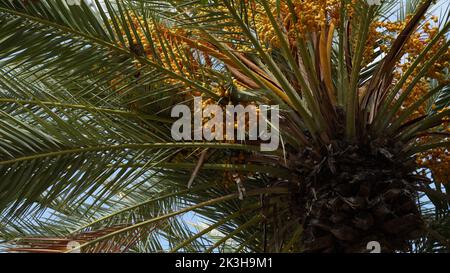 Phoenix dactylifera date or date palm tree Stock Photo