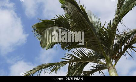 Phoenix dactylifera date or date palm tree Stock Photo